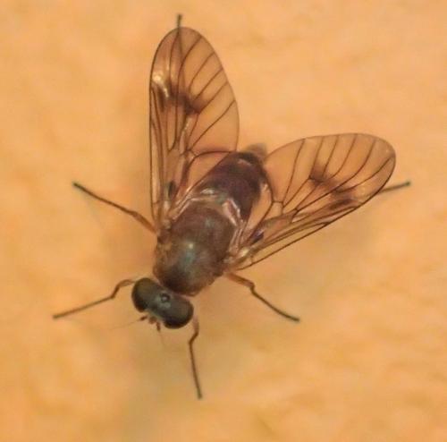 Chrysopilus laetus